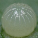 �X�~�i�K�V