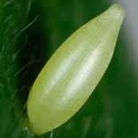 �c�}�O���L�`���E