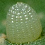 �c�}�O���q���E����