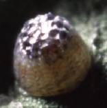 �c�}�O���q���E����