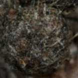 �E���i�~�A�J�V�W�~