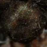 �E���i�~�A�J�V�W�~