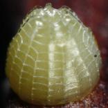 �E���M���X�W�q���E����