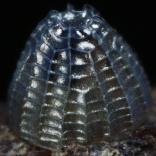 �E���M���X�W�q���E����