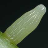 ���}�g�X�W�O���V���`���E