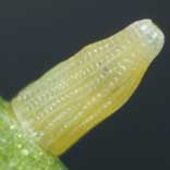 ���}�g�X�W�O���V���`���E